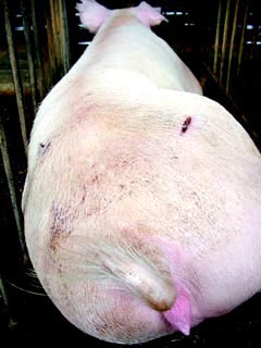 A photo of a pig's butt.