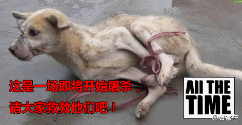 A dog tied up waiting to be slaughtered and butchered in China.