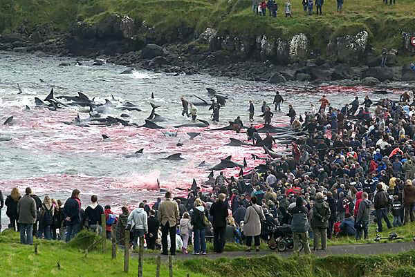 http://img.chinasmack.com/www/wp-content/uploads/2011/09/denmark-faroe-islands-pilot-whale-hunt-whaling-01.jpg