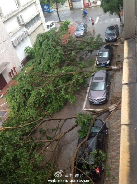 car-parked-at-the-wrong-spot-got-hit-by-the-fallen-tree - vtipn obrzok - Kalerab.sk