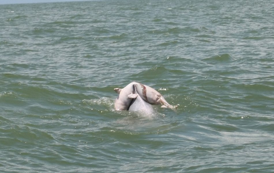 Moeder dolfijn neemt overleden baby mee