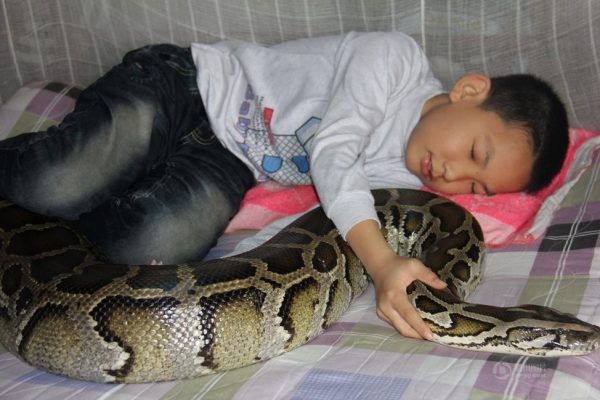 A Zhe and his python.