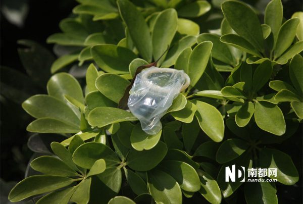 A used condom is discarded on the bushes.